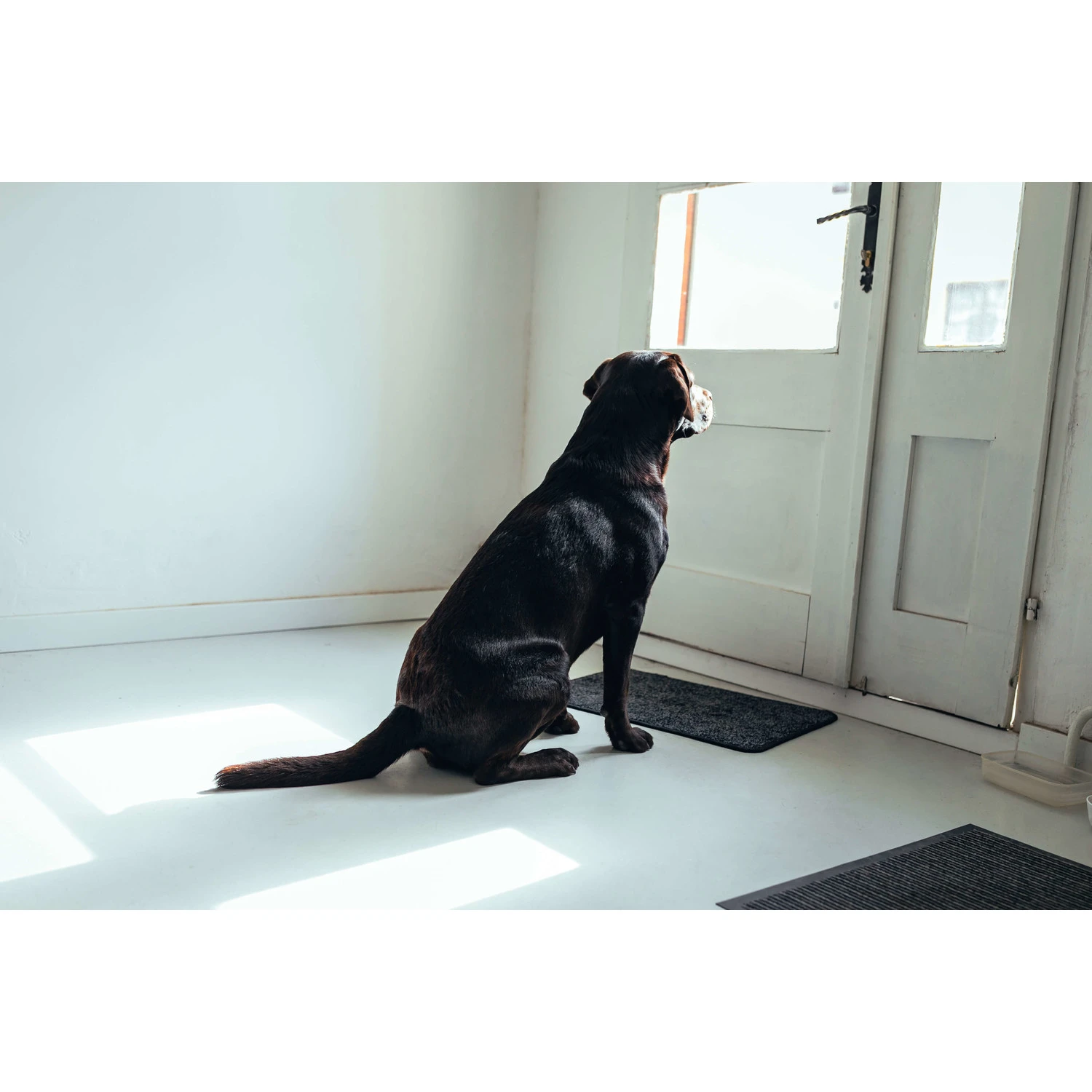 Bark-Bite Bark-Bite Snackbox - Grote Hond 3 Bark-Bite Bark-Bite Snackbox - Grote Hond