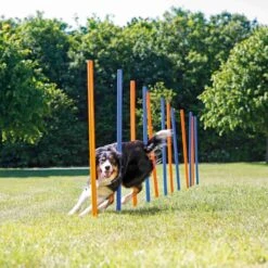 Trixie Trixie Agility Slalom - ø 3 × 115 Cm - 12 Stokken -honden benodigdheden trixie trixie agility slalom o 3 115 cm 12 stokken 2